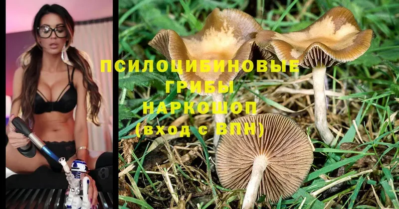 Галлюциногенные грибы MAGIC MUSHROOMS  omg ссылки  Энем 